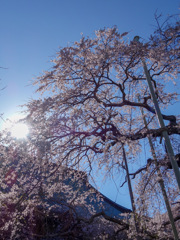 龍ケ崎　般若院