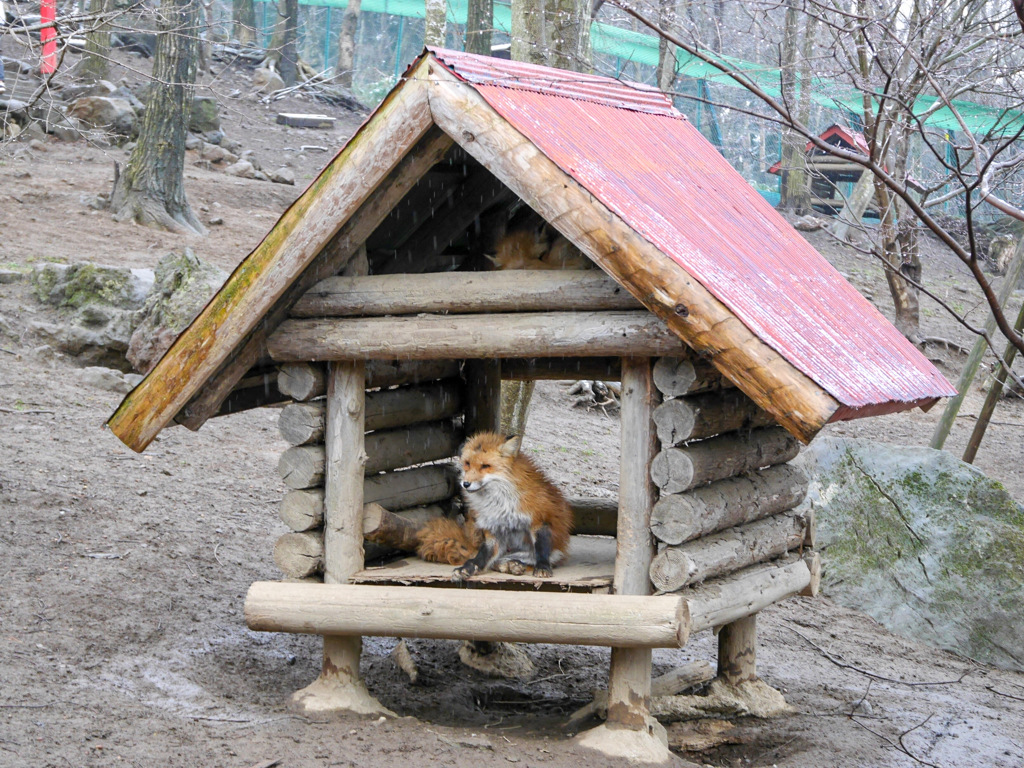 宮城蔵王キツネ村