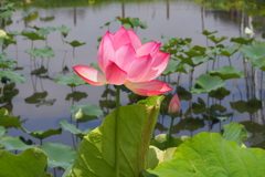 春日部　内牧黒沼公園