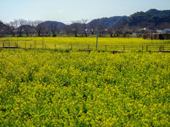 南伊豆町日野　菜の花畑