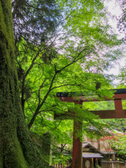 京都　貴船神社