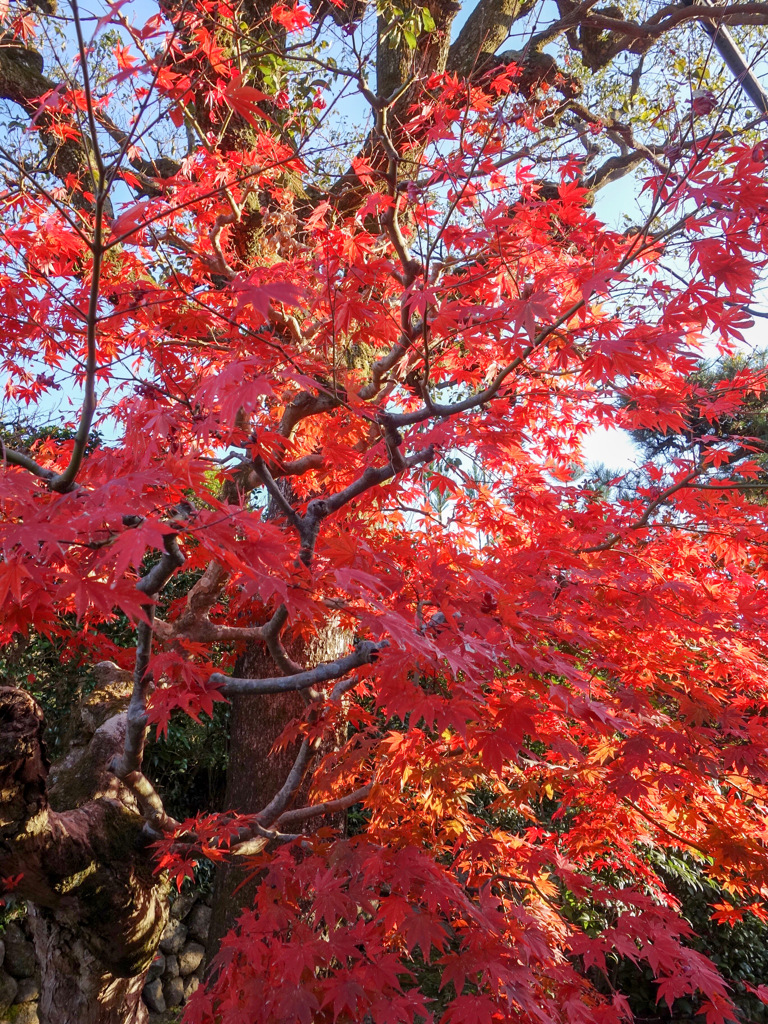 京都　圓光寺