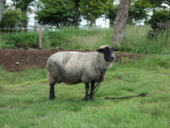 日光霧降高原 大笹牧場