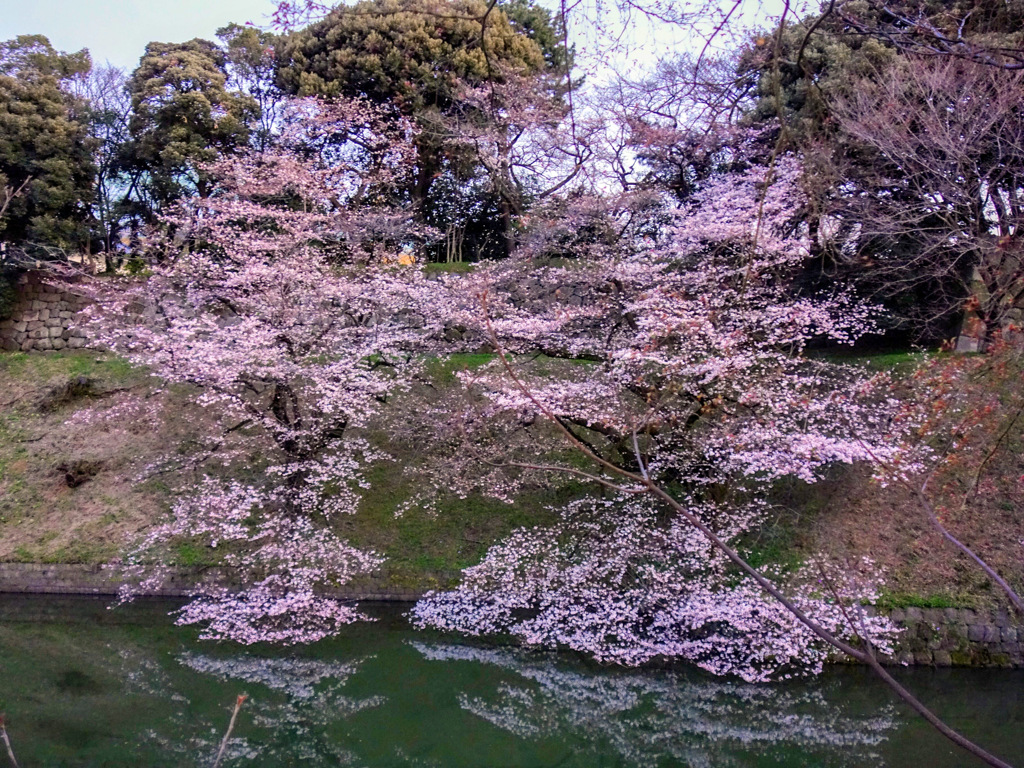 千鳥ヶ淵公園の桜