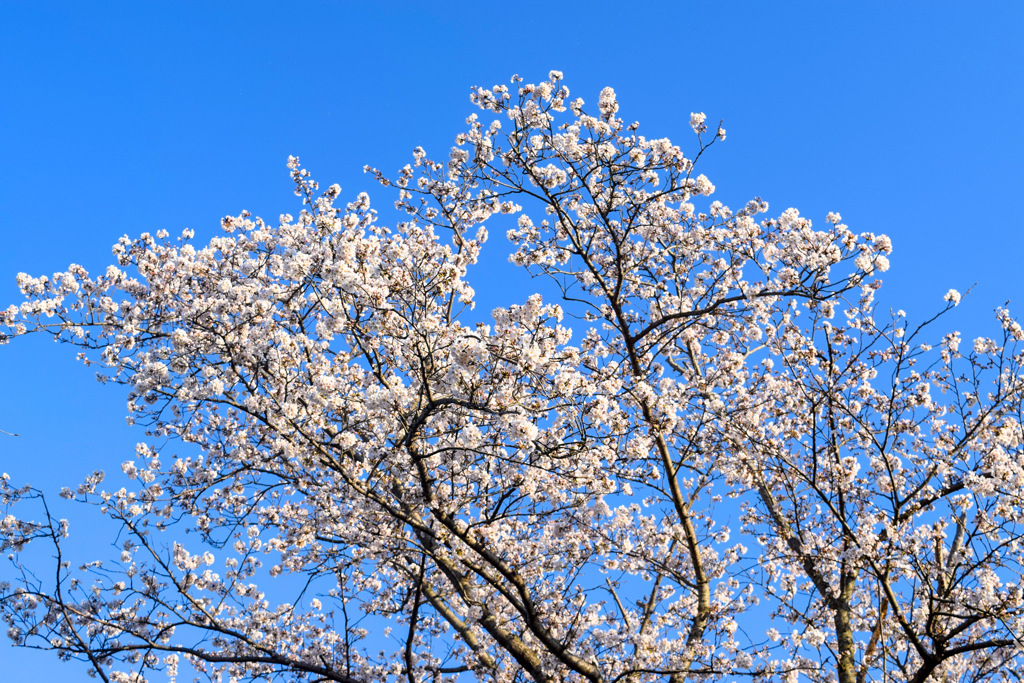 つくばみらい市　福岡堰さくら公園
