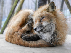 宮城蔵王キツネ村