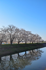 つくばみらい市　福岡堰さくら公園