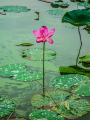川越  伊佐沼公園