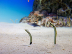 大洗水族館