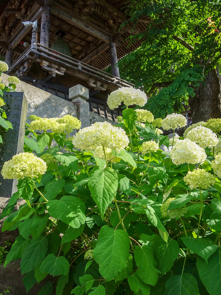 別所温泉　北向観音堂