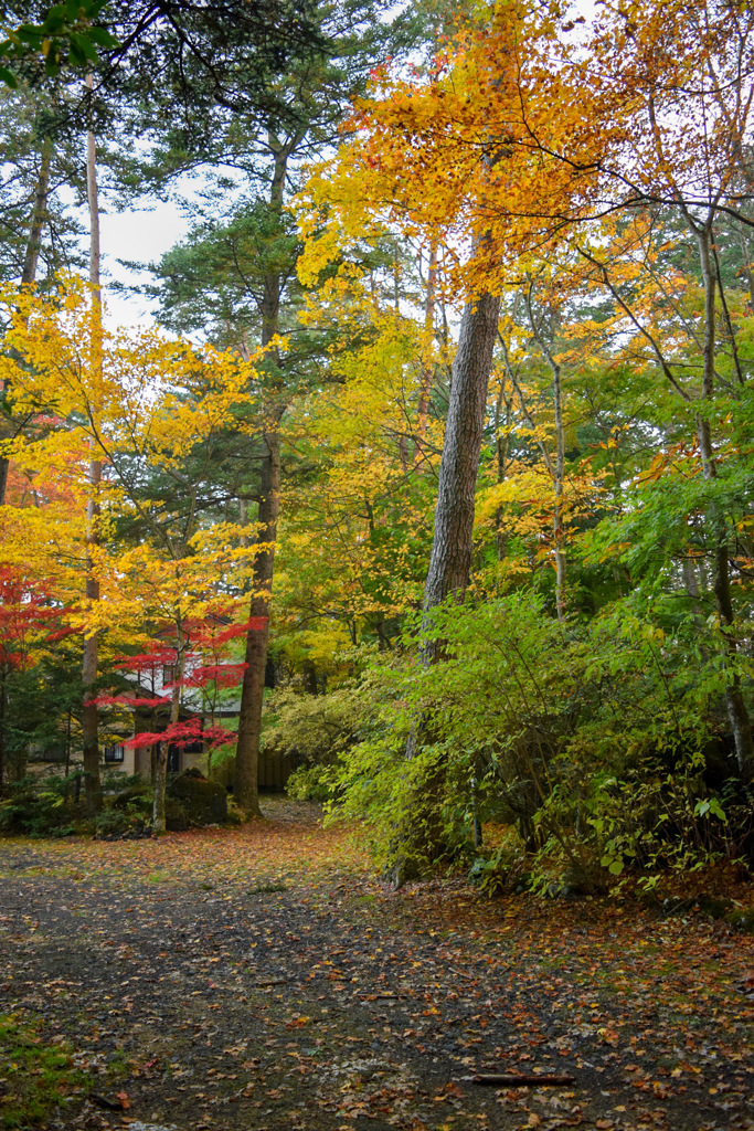 軽井沢　雲場池