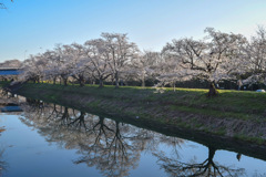 つくばみらい市 福岡堰さくら公園