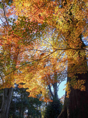 川越　喜多院