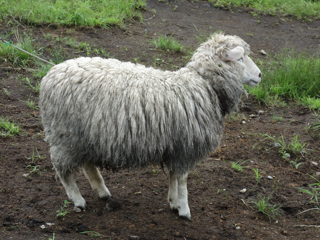 日光霧降高原 大笹牧場