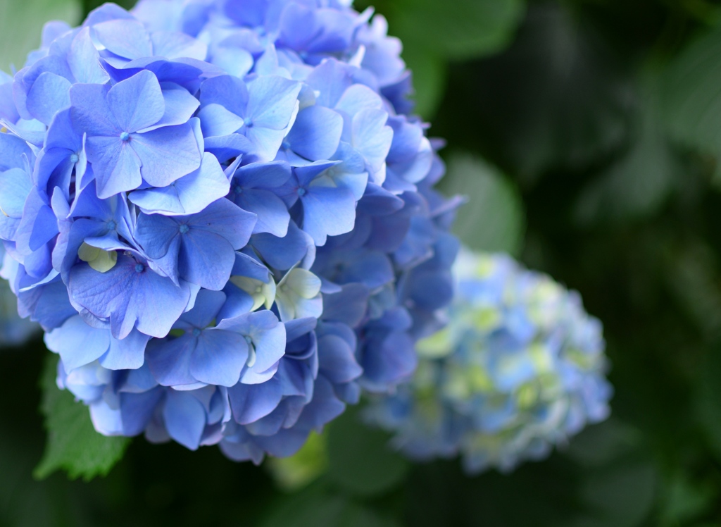 青紫陽花