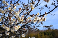 花咲く旅路