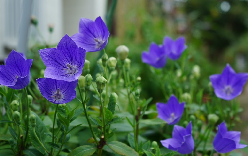 二番花