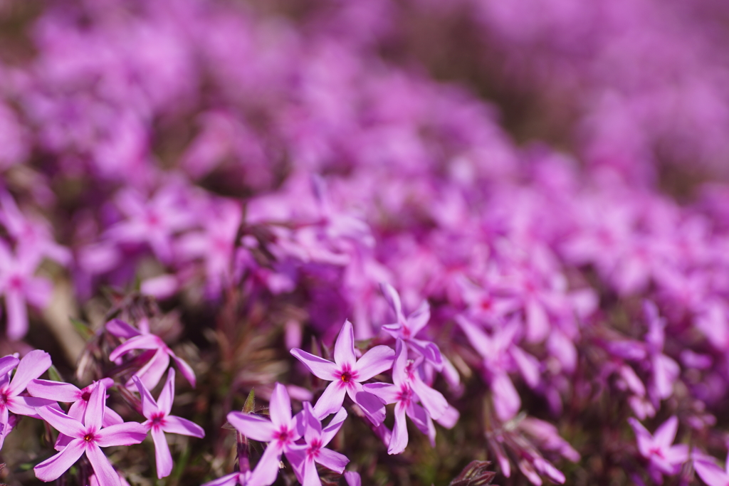 芝桜