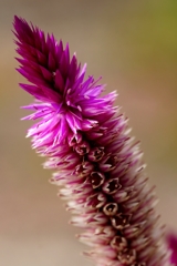 Celosia