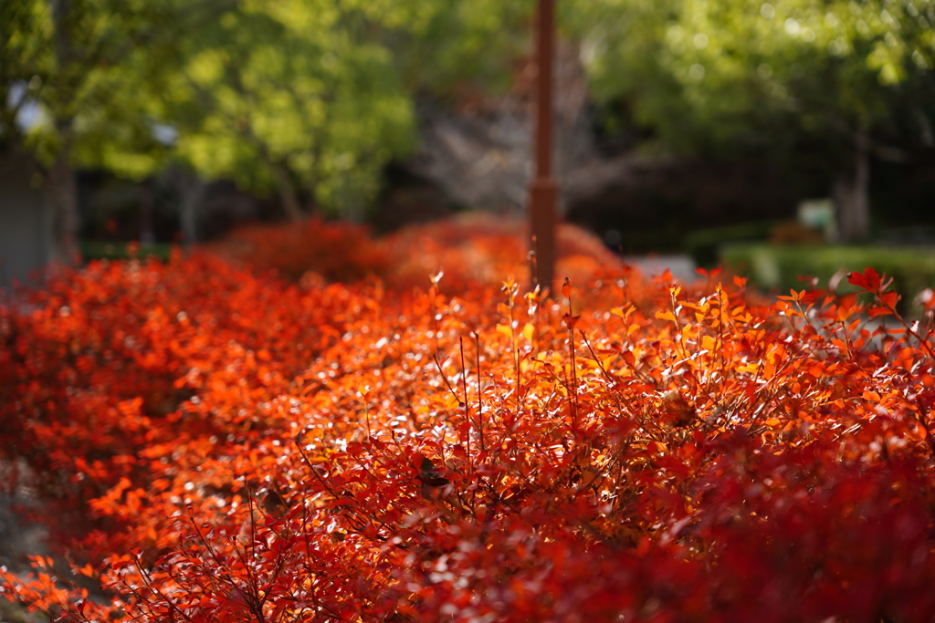 真紅に萌える