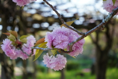 牡丹桜