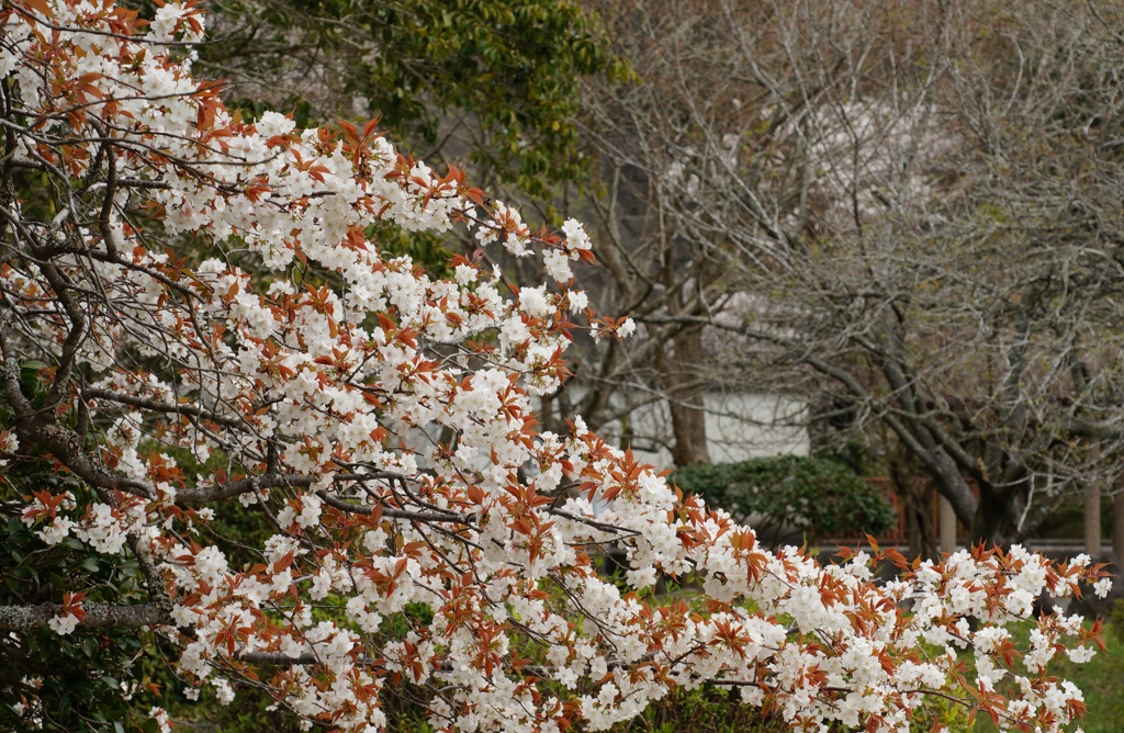 山桜