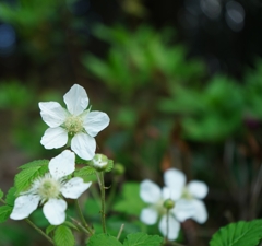 木苺