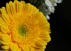 モダンイエロー