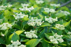 ガクガクしちゃう