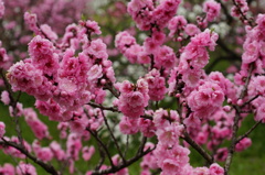 ピンクの桃の花