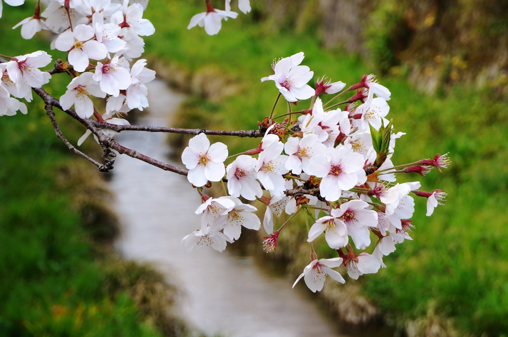 一の坂桜