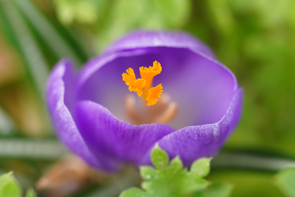 クロッカスの花咲く頃