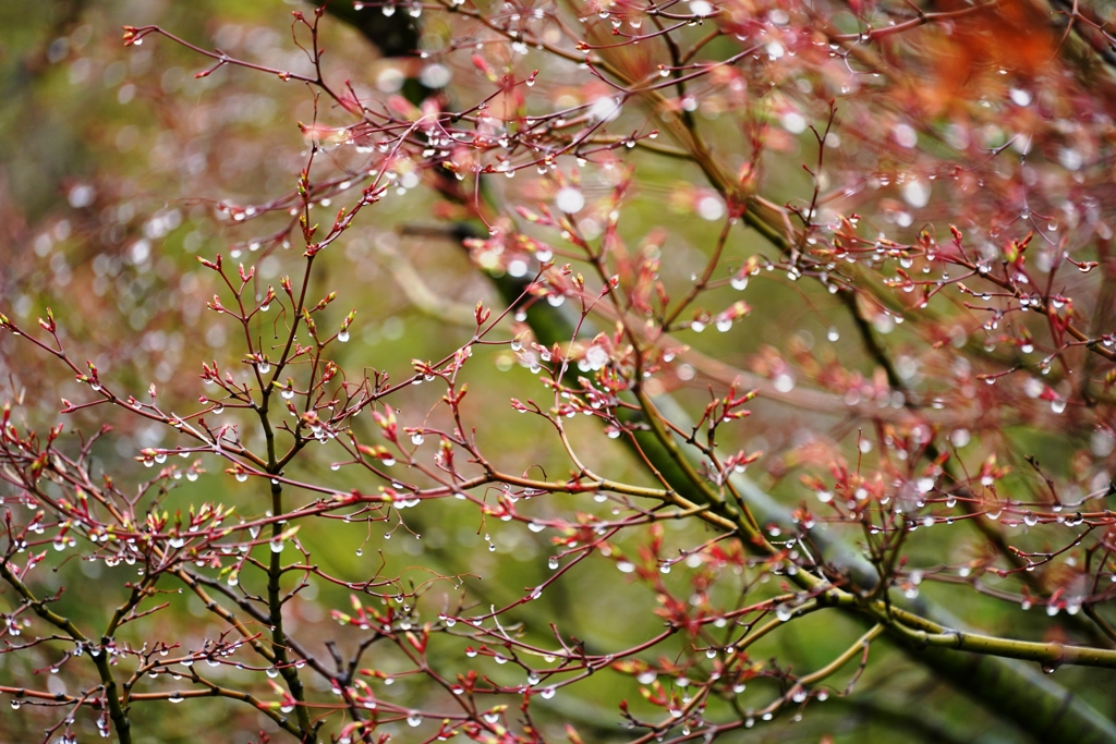春時雨