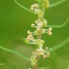 コキアの花