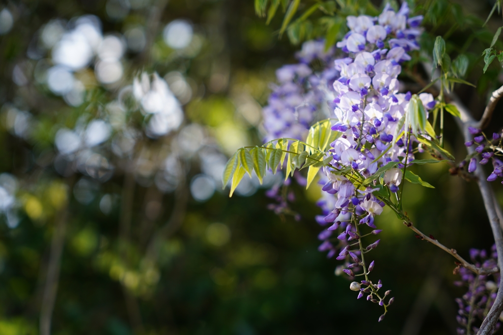 藤の花の枝垂れ咲く