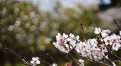 花園の終演