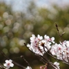 花園の終演