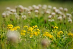 野に咲く花のように