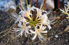 白い花の咲く頃