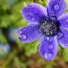 雨もね
