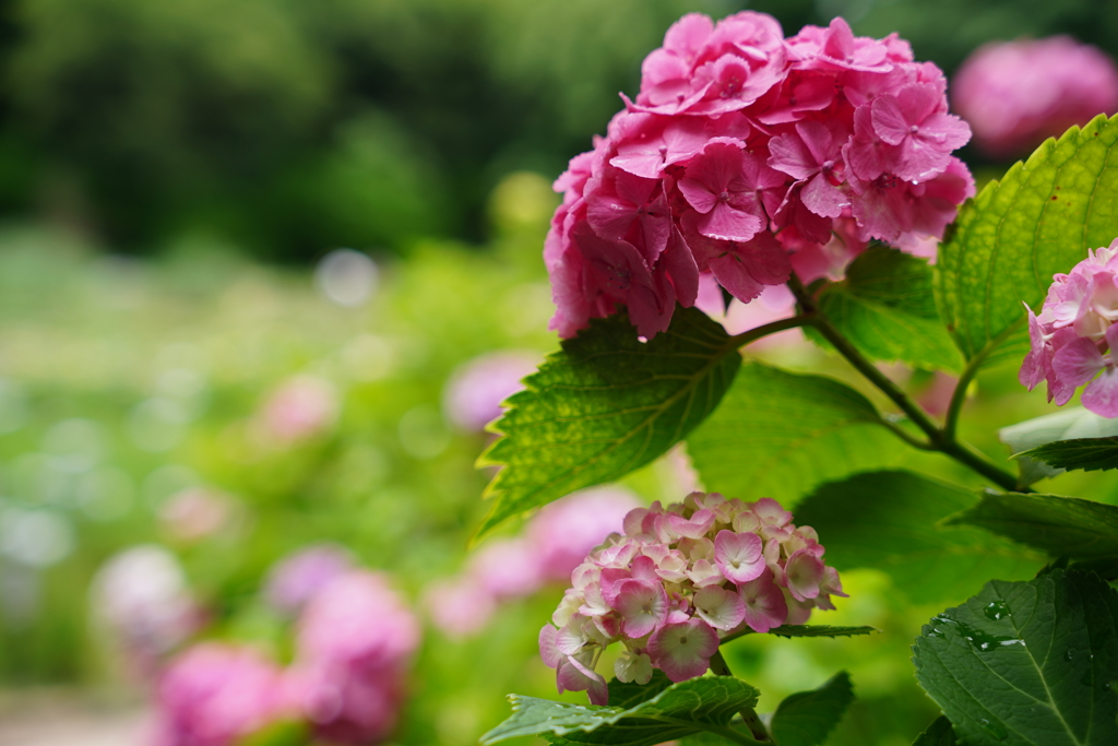 ピンクの紫陽花