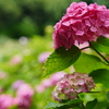 ピンクの紫陽花