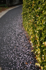 梅の降る小路
