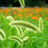 お遊び草