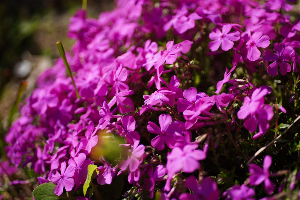 頑張れ芝桜