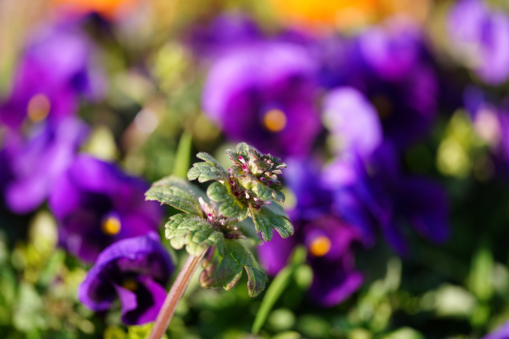 紫の花をバックに