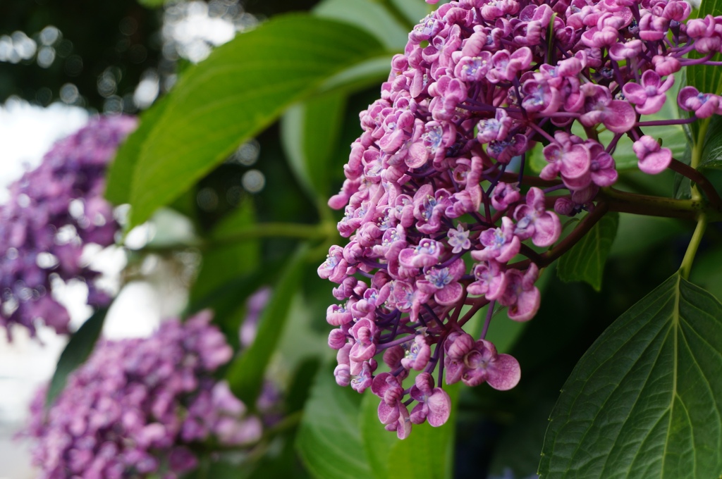 オカメ紫陽花