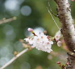 桜咲く