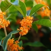香り花