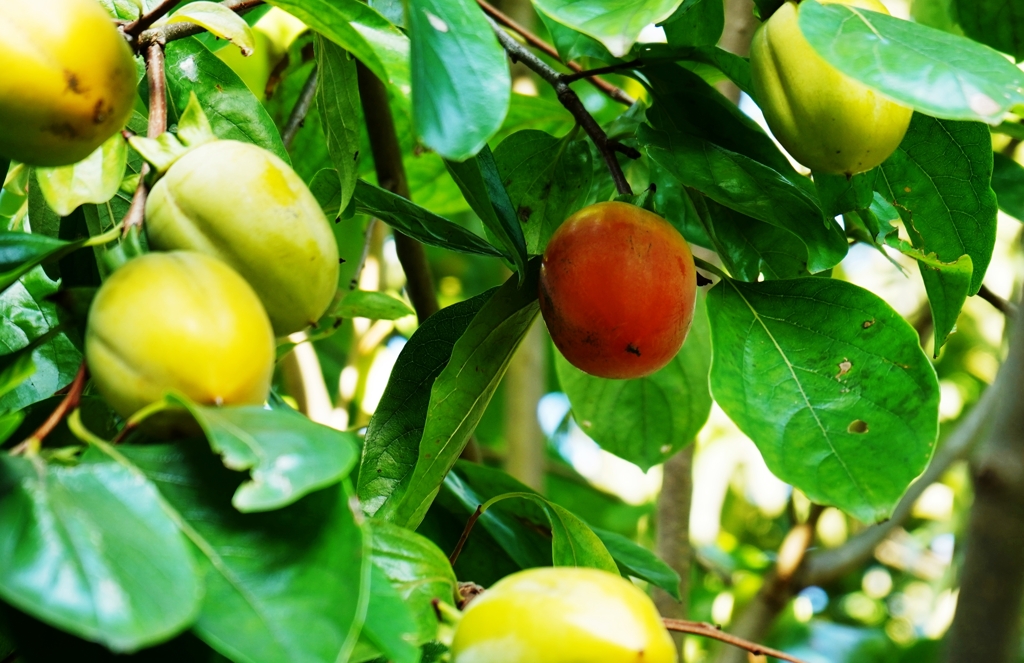 隣の柿はよく客食う柿だ